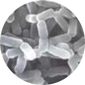 植物乳酸菌「SN35N株」で発酵した「もも果汁乳酸菌発酵物」配合